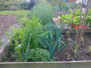 20 Sept leeks and carrots