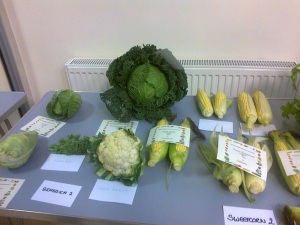 Brassicas and sweetcorn