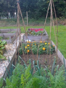 Peas and marigolds