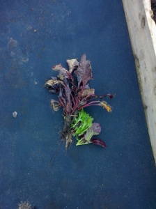 Beetroot and winter lettuce