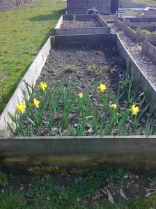Allotment daffodils 2