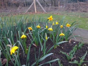 Daffodils at allotment 1
