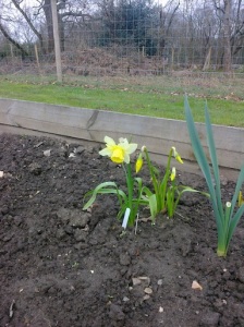 Daffodils at allotment 2