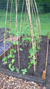 Runner beans with sunflowers