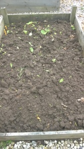 Empty spinach bed