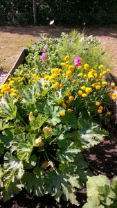 Coreopsis and courgettes