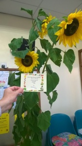 2nd prize for sunflowers in flowers comp 4 Sept 2