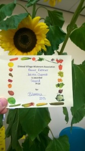 2nd prize for sunflowers in flowers comp 4 Sept 3