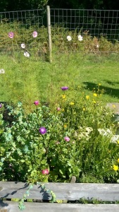 Asters and cosmos 1