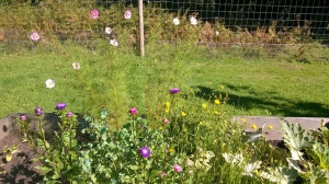 Asters and cosmos 2