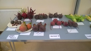 Beetroot, with our Golden Beetroot on the left 4 Sept