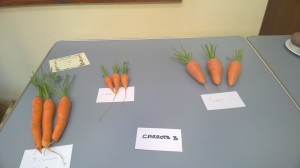 Carrots 4 Sept