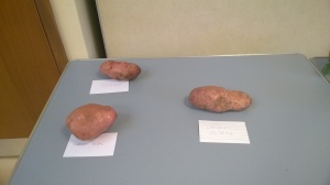 Heaviest potato with ours on the right 4 Sept