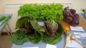Lettuce 4 Sept