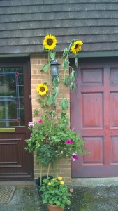 Sunflowers at front door 1