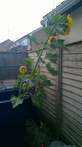 Sunflowers in recycling bin 2 3 Sept