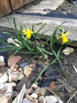 Little Daffodils