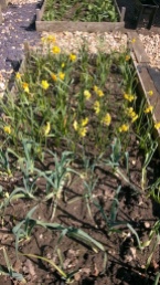 Daffodils and leeks