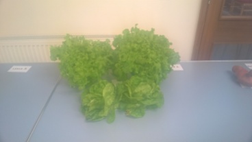 lettuce-table-1