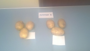 potato-table-1