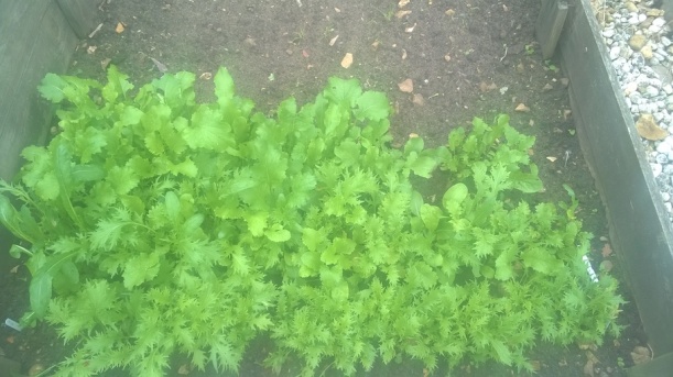 lettuce-2