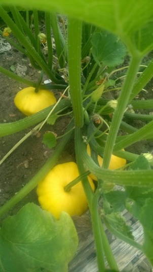 Courgettes 1