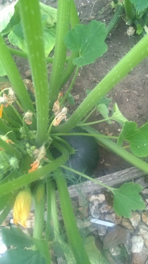 Courgettes 2