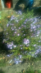 Asters 1