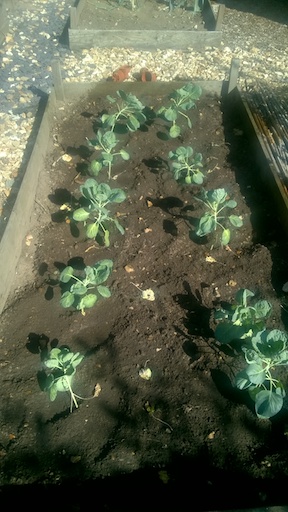Brussels sprouts 1