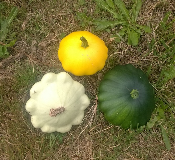 Courgettes harvest