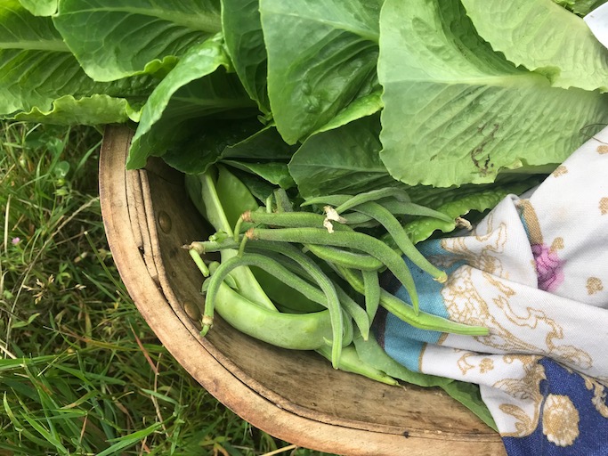 Harvest French climbing beans